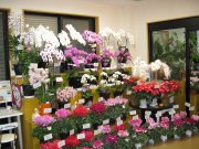 「お花の店　のうとみ」　（佐賀県小城市）の花屋店舗写真4